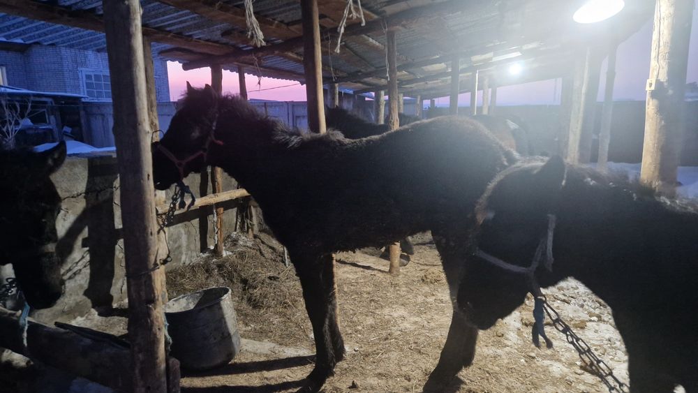 1 жасар тай сатылады