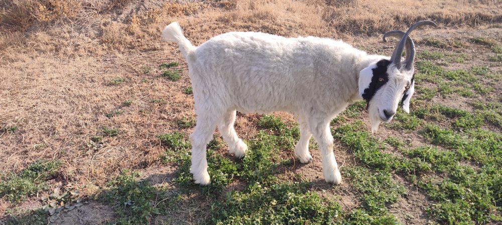 Echki 2 yoshar katta sarka