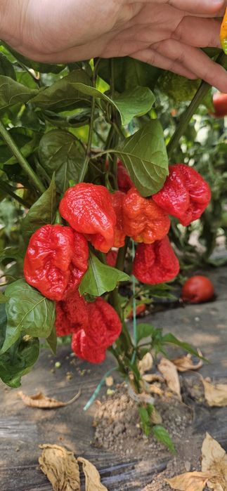 Ardei Carolina reaper proaspat