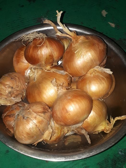 Пиёз уруги семена лука