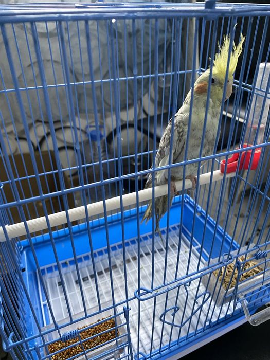 Корелла с клеткой