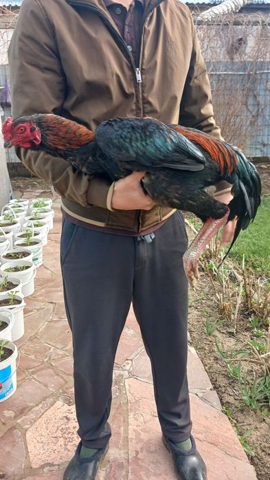 Продам бойцового петуха молодой