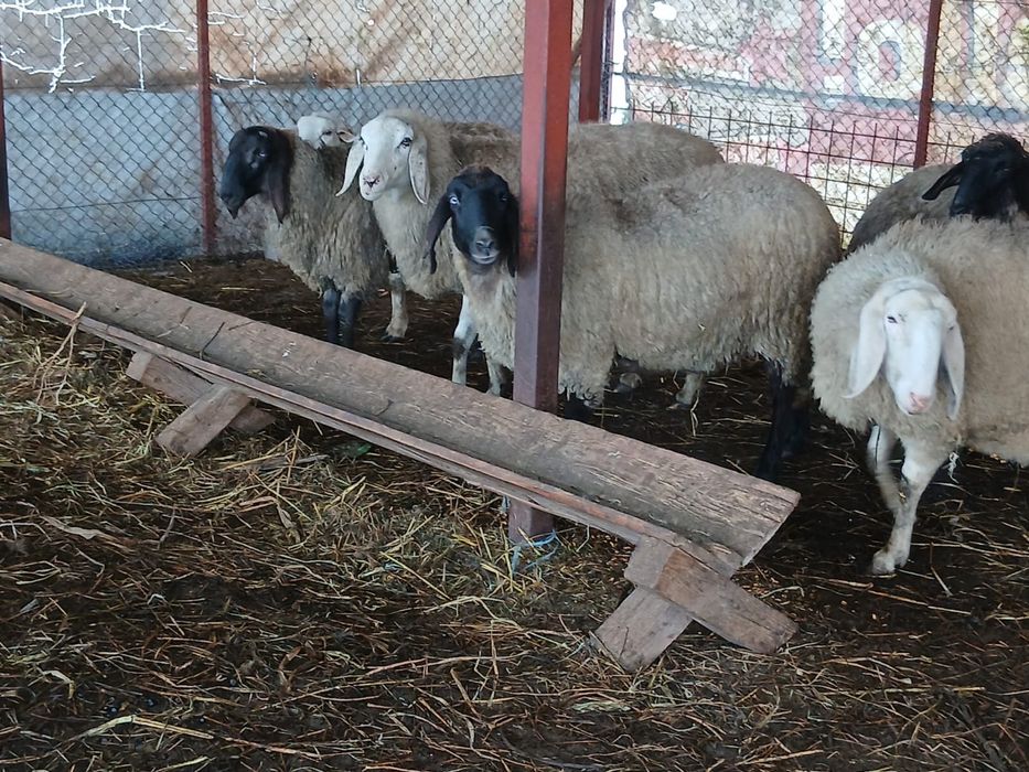 Oi de vanzare 13 femele si 3 Masculi
