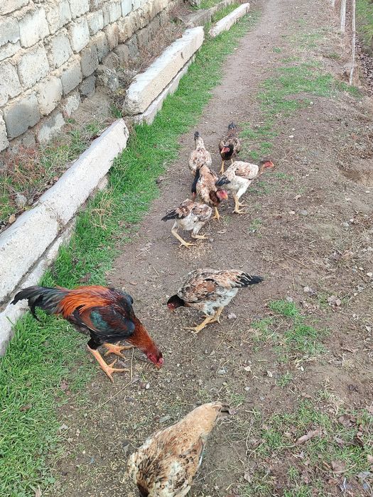 Joʻja mokilar sotiladi 8 dona tuxum berib boshladi manzil Termiz tuman