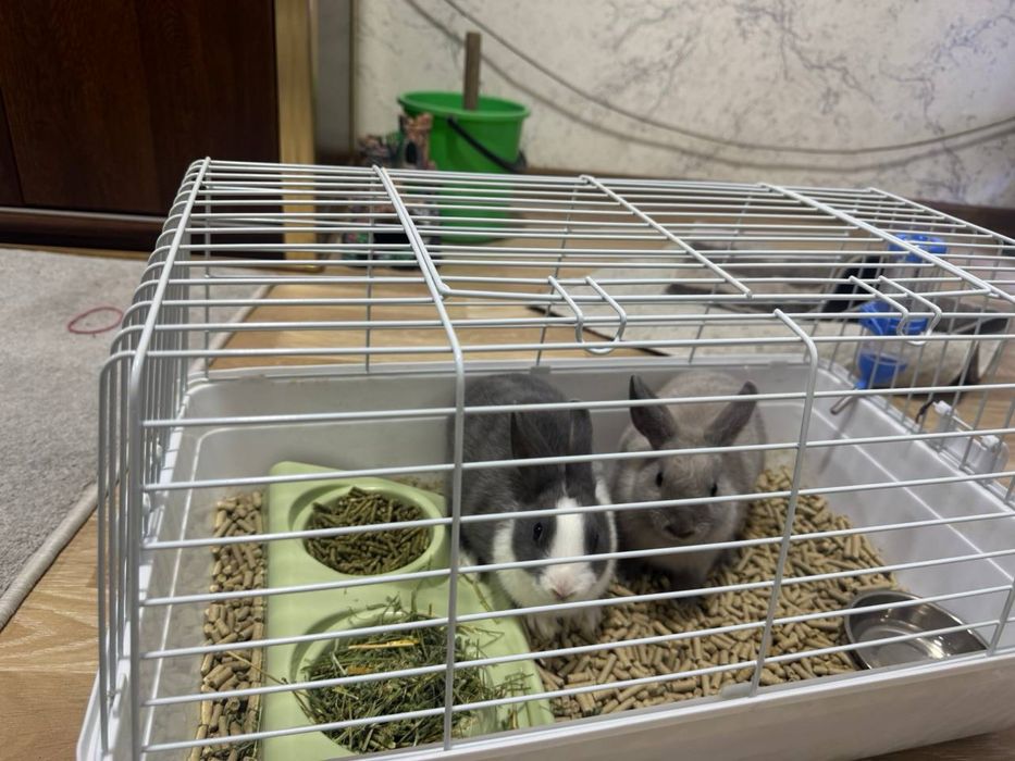 quyon zoti karlikiviy qafasi bilan sotiladi