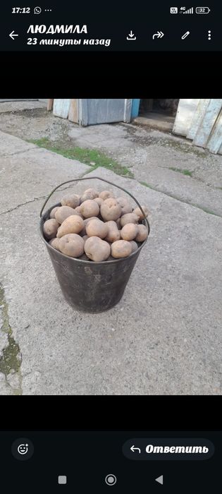 Продам семенной картофель.