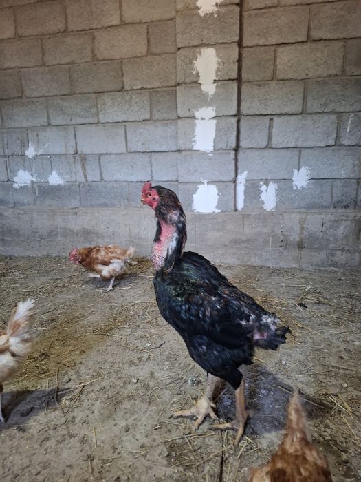 Дакан сатамын бір жарым жылдық