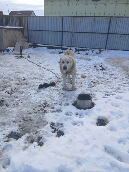 Ит сатылады албай