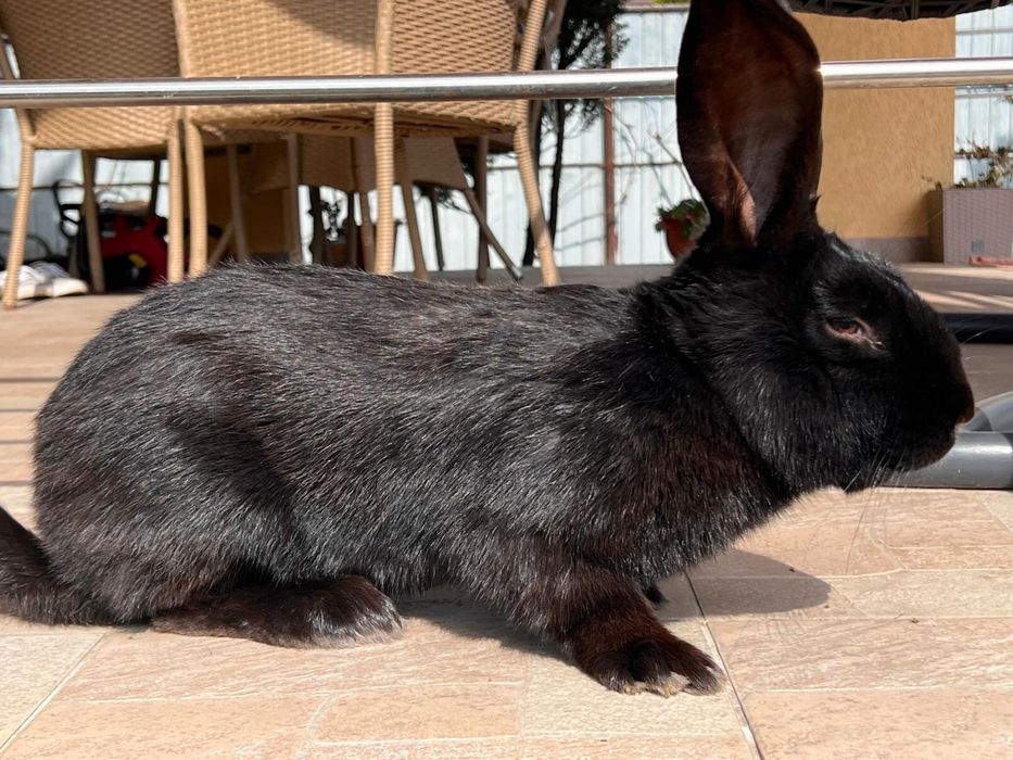 Mascul Fluture German Janet Negru