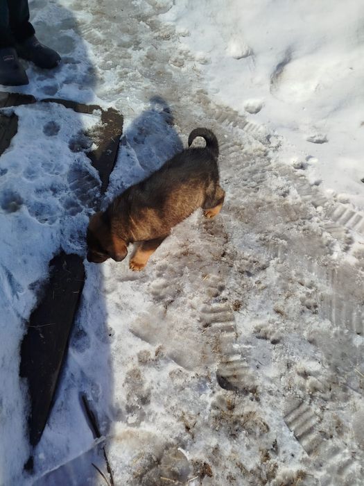 Отдам щенка в хорошие руки