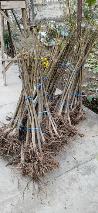 Павловния (Pavlovniya)