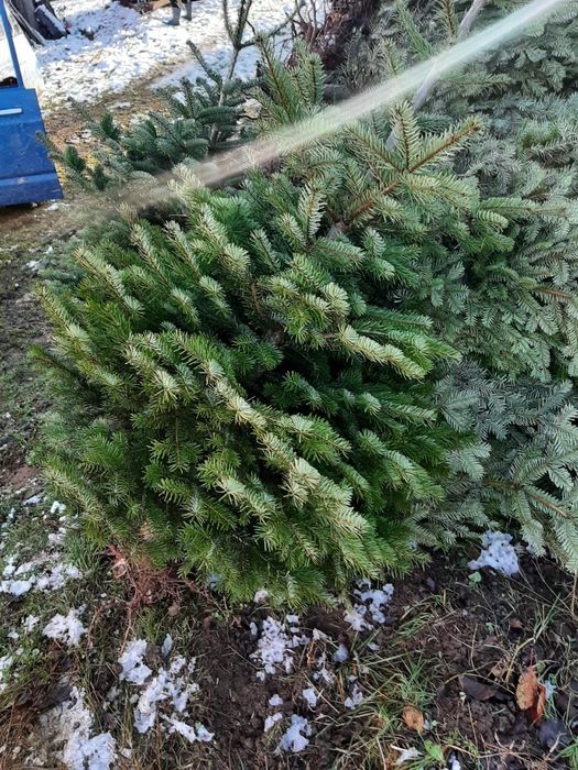 Vând brazi de Craciun sau pentru replantat din pepiniera proprie .
