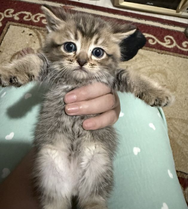 Котята 3 мальчик 3 девочек