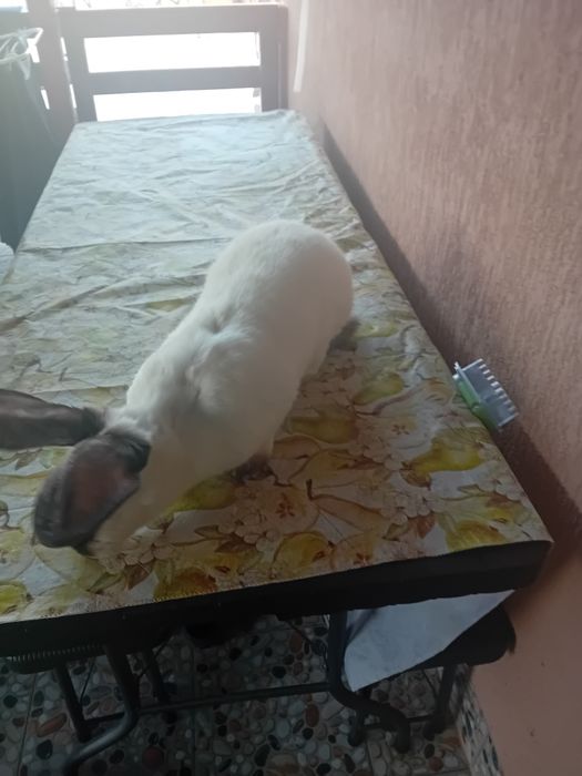 Iepuri urias transilvania