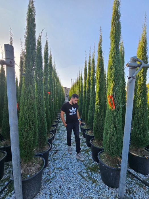 Sempervires de toscana toate dimensiunile