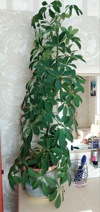 Шеффлера. Комнатное растение.