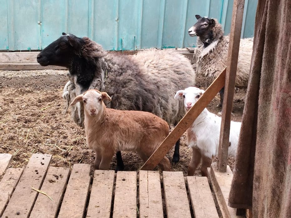 Овцы с ягнятами продам