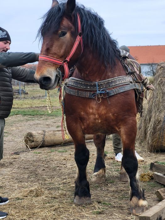 Cal castrat 5 ani 900kg