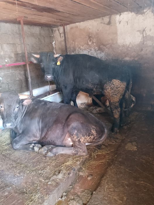 Продам пять Быков