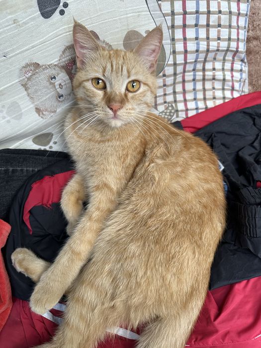 Кот в хорошие ручки