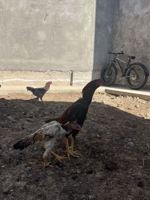 Dakan xoroz hammasi 600 min