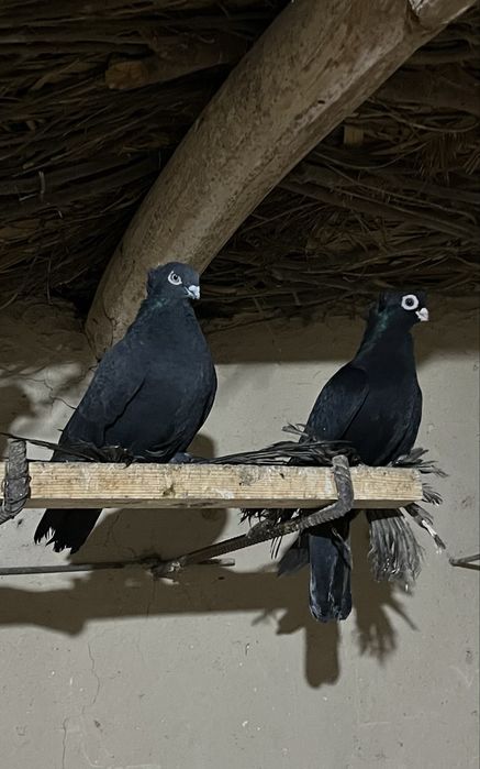 Кептерлер бар таза