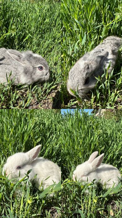 Декоративные  кролики