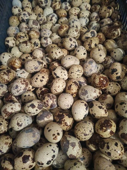 Бөдене жұмыртқасы мен еті 40