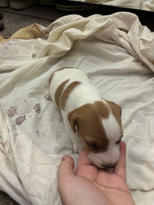 Джек Рассел щенки мальчики