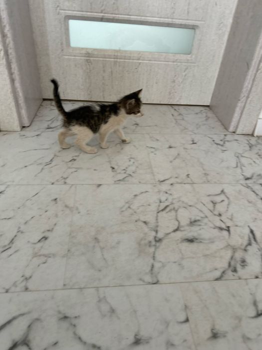 Подарявам малко котенце