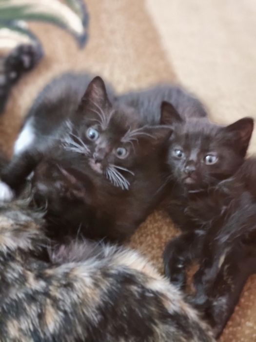 Маленькие котята