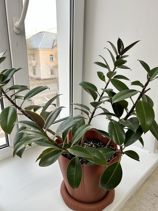 Фикус Мелани цветок