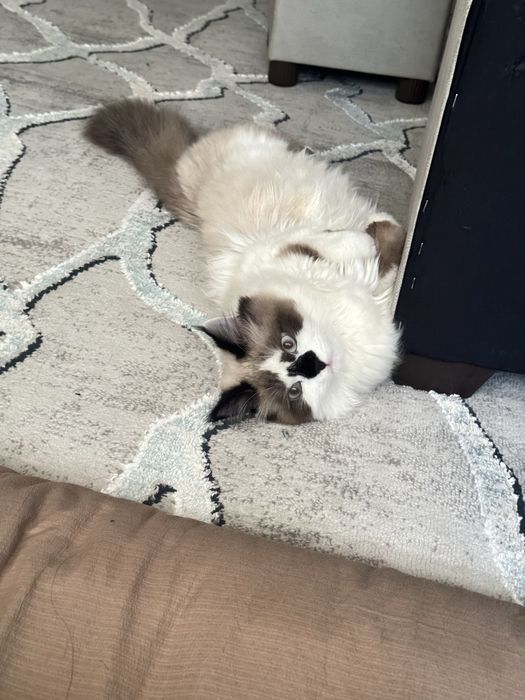 На вязку кот Регдолл. Vyazkaga Regdoll mushugi