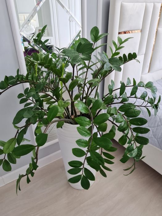 Цветы для дома замиокалькус