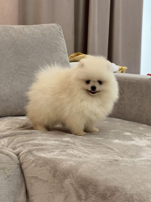 Pomeranian femela - pedigree tip A - parinti campioni