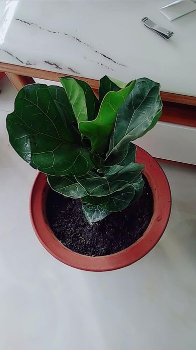 Фикус и другие цветы