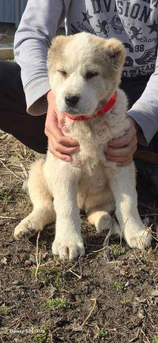 Алабай щенки сао продам срочно