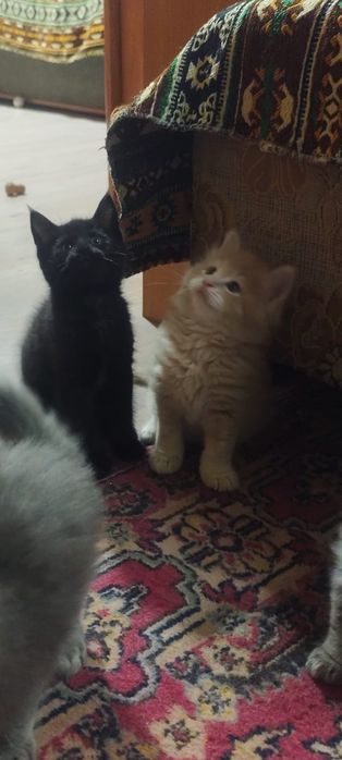 Котята ищут родителей