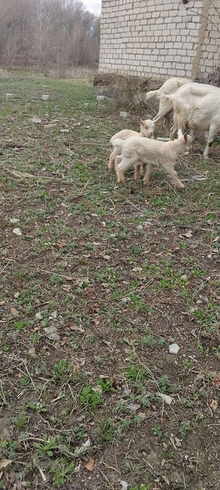 Продам козлят 2 мальчика