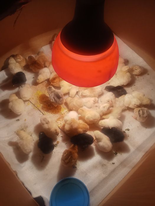 2 суточные цеплята по 400 тг