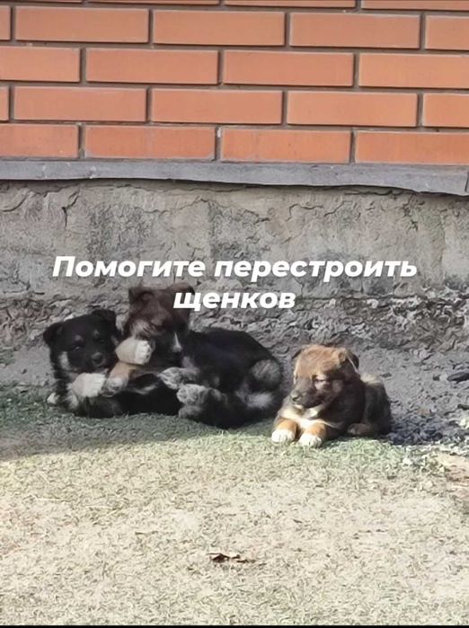 Помогите пристроить щенков