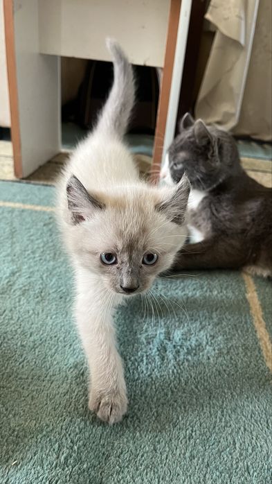 Котенок Американский Керл