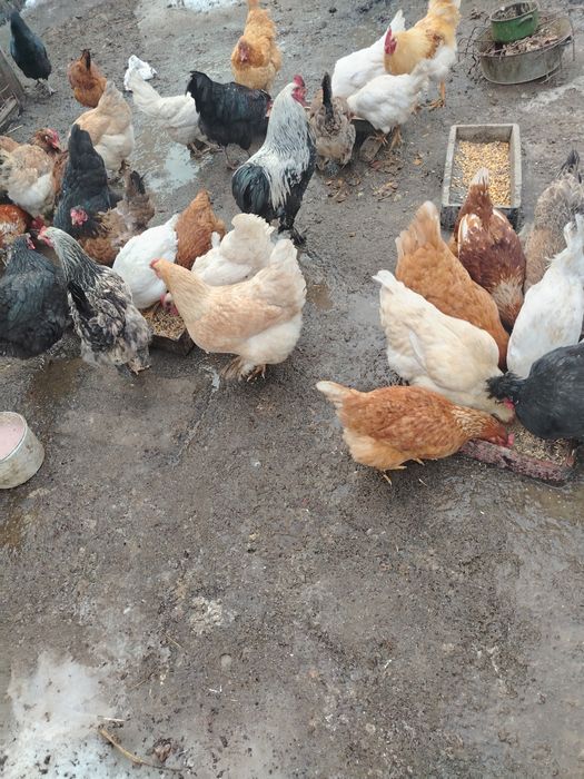 Тауықтар сатылады