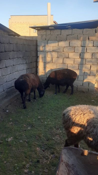 Қойлар сатылады, семіз, жемде тұрған,