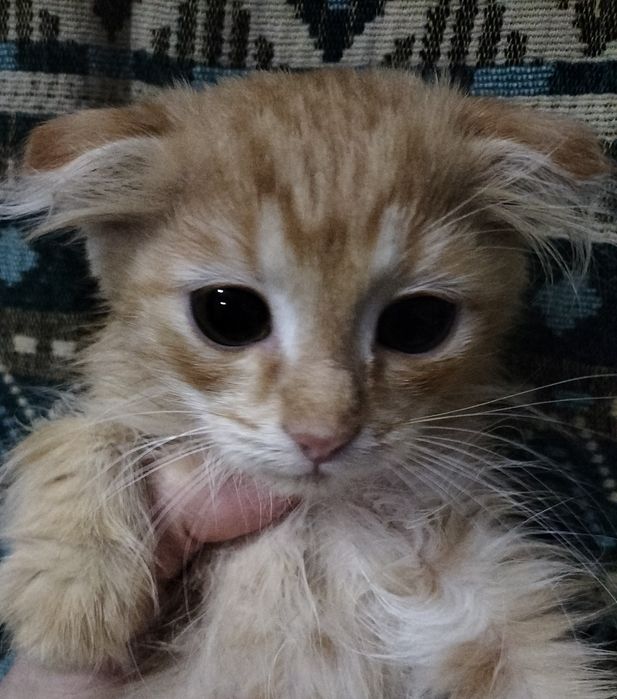 Отдам в  добрые руки