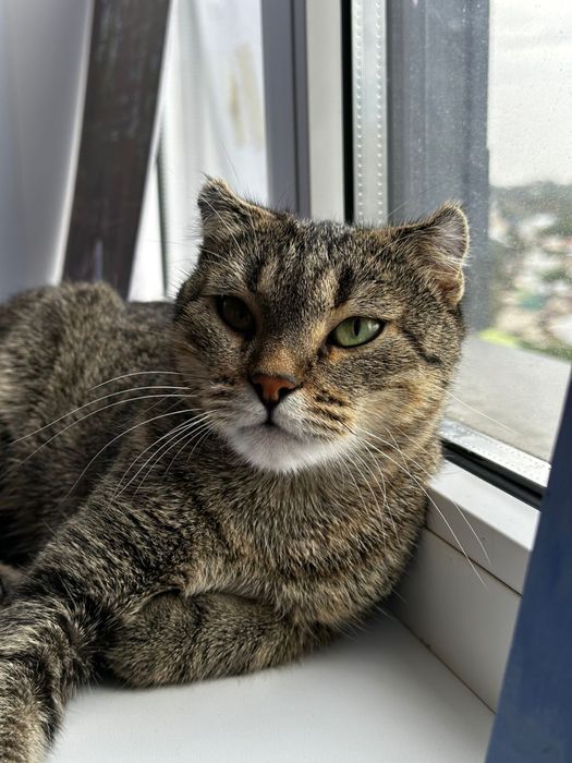 Кошка Американский керл