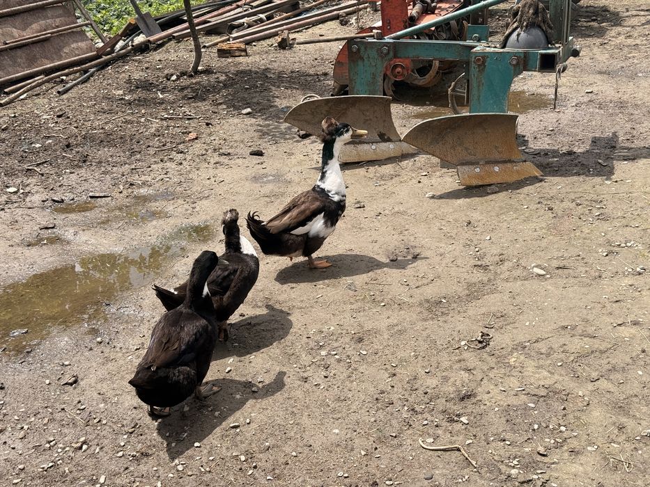 Vând familie de rațe