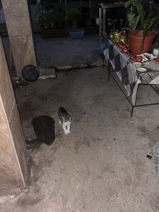 Подарявам котенца