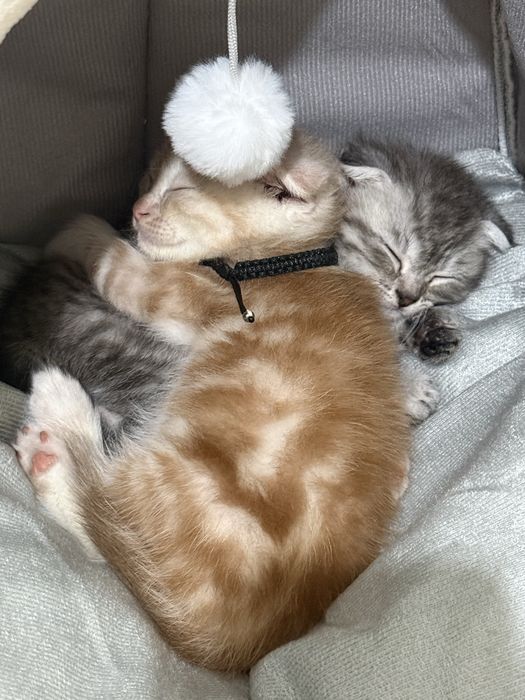Продаются вислоухие котята