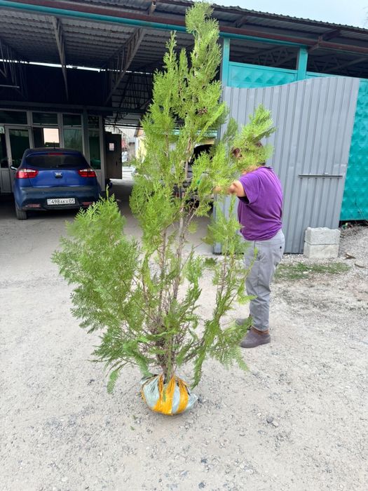 Продам тую 1.5-2метра